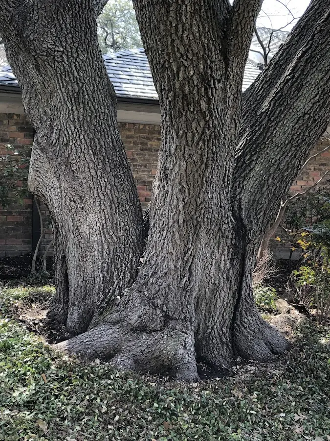 Mature heritage tree close to a Ellerslie property cared for by certified arborists